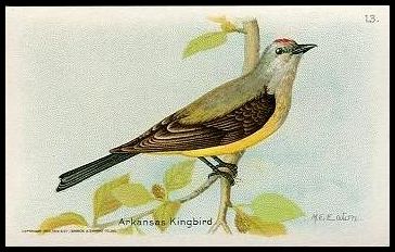 13 Arkansas Kingbird